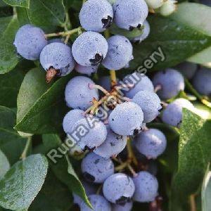Blueberry plant