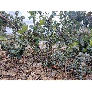 Blueberry plant