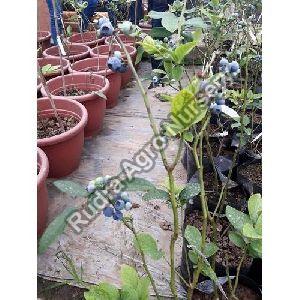 Blueberry plant
