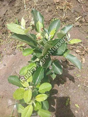 HRMN 98 Apple Plant