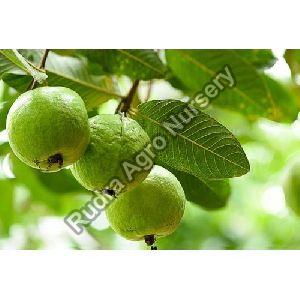 Grafted Guava Plant