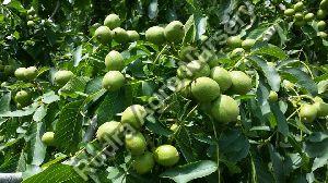 Chandler Walnut Plant
