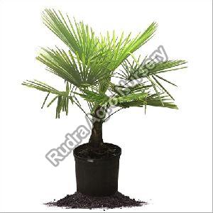 Palm Garden Plant