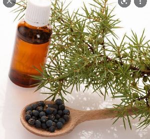 Juniper Berry Oil