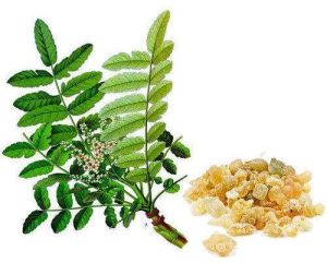 Boswellia Extract