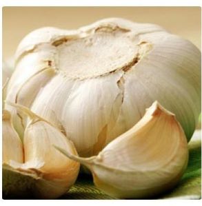 Garlic Extract