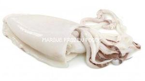 Frozen Cuttlefish