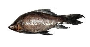 Frozen Kali Baush Fish