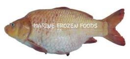 Frozen Karfu Fish