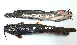 Frozen Magur Fish