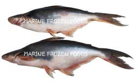 Frozen Pangasius Fish