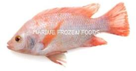 Frozen Red Tilapia Fish