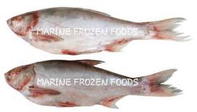 Frozen Silver Carp Fish