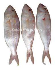 Frozen Threadfin Bream Fish