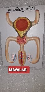 Human Male organ