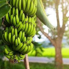 Dwarf Cavendish Banana