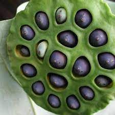 Lotus plant seeds