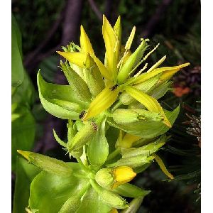 Gentian Extract