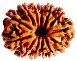 12 Mukhi Rudraksha