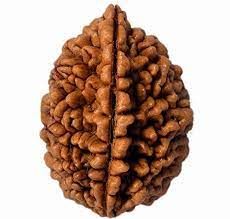 2 Mukhi Rudraksha