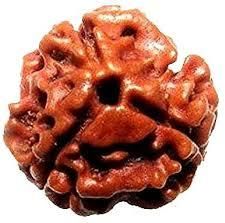 3 Mukhi Rudraksha