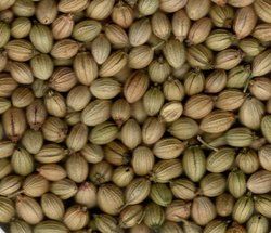 Coriander Seed