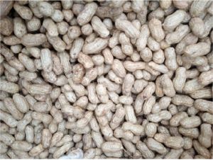 Shelled Groundnuts