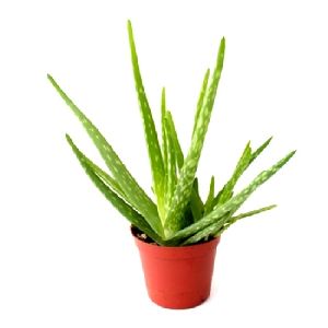 Aloe Vera Plant