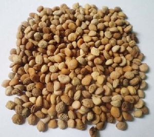 Safed Musli Seeds