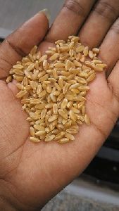 Sharbati Sortex Wheat