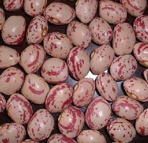 Light Speckled Kidney Beans