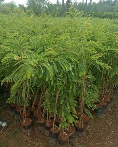 Amla Plant