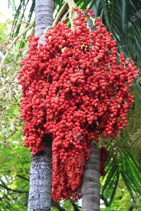 Areca Nut Plant