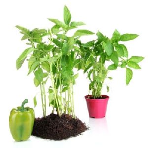 Capsicum Plant