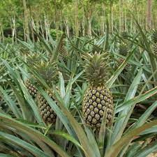 Pineapple Plant