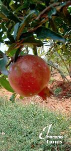 Super Bhargava Pomegranate
