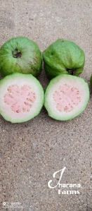 Taiwan Pink Guava