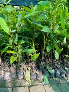 African Mahogany Plant