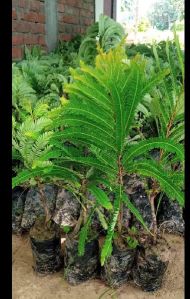 Chakaiya Amla Plant