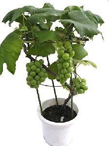 Grape Plant