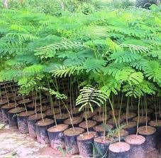 Gulmohar Plant