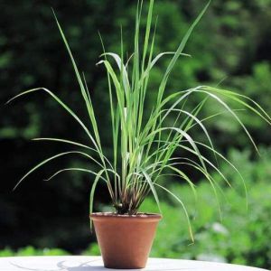 Lemon Grass Plant