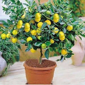 Lemon Plant