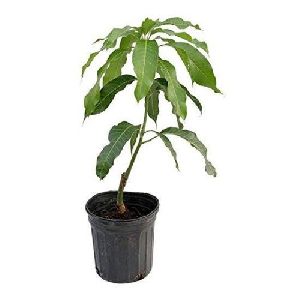 Mango Plant