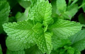 KV Mint Extract