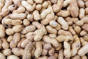 Groundnut Shell