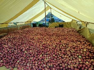 Apple Fruit