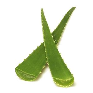 Aloe Vera Leaf