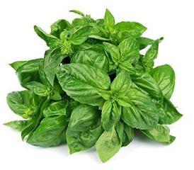 Basil Leaves