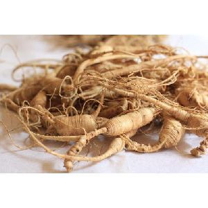 Panax Ginseng Roots